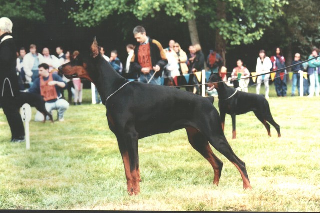 Saphyr Du bois de lindthout