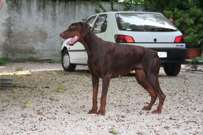 Clara Du castel tolosane